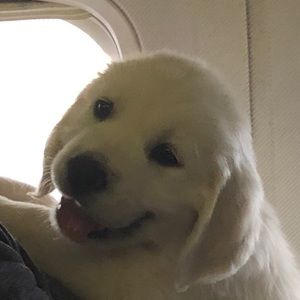 Meet your Posher, Gray